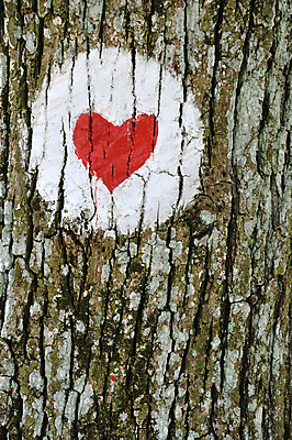 포토 JPG 해외이미지 모양 나무 디자인 패턴 추상 발렌타인데이 창조 사랑 사람없음 목재 그래픽 빨간색 페인트 하트 시골 그리기 그래피티 심볼 묘사 부식 질감 나무껍질 그런지 해외202004 해외포토 식물 감정 컬러 무늬 재료 모션 데이이벤트 껍질 낙서 그림 파일형식 이미지허브