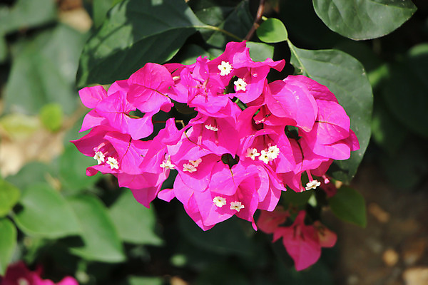 포토 JPG 해외이미지 나무 식물 꽃 분홍색 백그라운드 잎 꽃무늬 자연 사람없음 장식 초록색 여름 컬러풀 정원 보라색 봄 벚꽃 개화 해외202004 해외포토 계절 컬러 무늬 생태계 파일형식 이미지허브