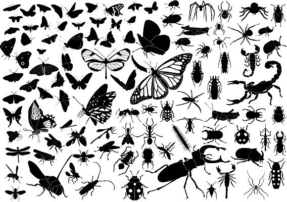 EPS 해외이미지 동물 실루엣 나비 곤충 날개 일러스트 자연 뿔 그래픽 검은색 흰색 점 벌레 작음 벌 전갈 문신 딱정벌레 거미 개미 메뚜기 나방 찌르기 모기 해외202004 해외일러스트 컬러 절지류 모션 촬영기법 해충 크기 생태계 파일형식 벡터 이미지허브