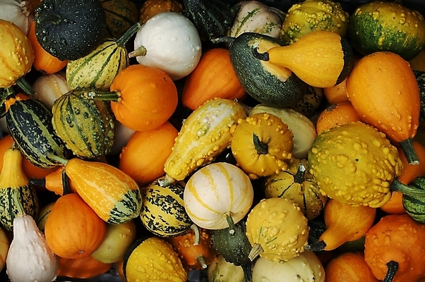 포토 JPG 해외이미지 백그라운드 패턴 채소 오렌지 과일 호박 사람없음 초록색 노란색 할로윈 가을 먹기 해외202004 해외포토 계절 컬러 무늬 모션 파일형식 이미지허브