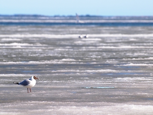 포토 JPG 해외이미지 바다 날개 갈매기 조류 하늘 서기 사람없음 옆모습 물 얼음 깃털 해외202004 해외포토 자연요소 동물 뷰포인트 모션 파일형식 이미지허브