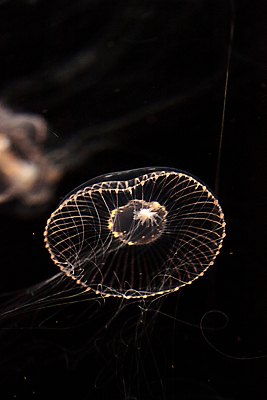 포토 JPG 해외이미지 한마리 사람없음 아웃포커스 검은색 바닷속 수중동물 자포동물 해파리 해외202004 해외포토 동물 1 컬러 촬영기법 수중 파일형식 이미지허브