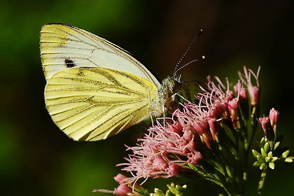 포토 JPG 해외이미지 꽃 나비 곤충 날개 자연 앉기 사람없음 초록색 노란색 보라색 그리너리 해외202004 해외포토 식물 동물 컬러 모션 생태계 파일형식 트랜드컬러 이미지허브