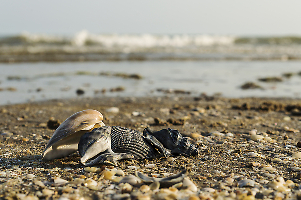 포토 JPG 해외이미지 동물 음식 모래 바다 여행 백그라운드 패턴 자연 휴가 해변 사람없음 장식 물 컬러풀 갈색 초콜릿 검은색 어둠 이탈리아 껍질 심볼 질감 내추럴 해외202004 해외포토 자연요소 유럽 컬러 무늬 디저트 생태계 파일형식 이미지허브
