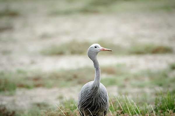 포토 JPG 해외이미지 식물 동물 공원 야생동물 여행 날개 아프리카 자연 조류 종류 사람없음 장식 파란색 여행객 환경 회색 우아함 보호 사파리 깃털 기중기 부리 멸종 남쪽 내추럴 남아프리카 보츠와나 생태학 파라다이스 해외202004 해외포토 공공시설 교육 나라 컬러 컨셉 사람 중장비 방향 생태계 파일형식 이미지허브