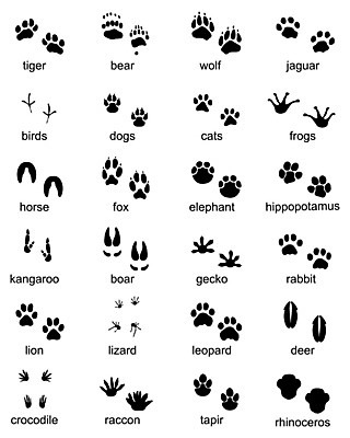 EPS 해외이미지 모양 동물 디자인 실루엣 야생동물 백그라운드 일러스트 곰 파충류 조류 사슴 코끼리 그래픽 세트 라벨 검은색 고양이 토끼 호랑이 개 인쇄 사자 발자국 심볼 사인 도마뱀 여우 육식동물 악어 하마 캥거루 코뿔소 우표 늑대 표범 멧돼지 고립 선로 양발 재규어 해외202004 해외일러스트 컬러 포유류 자국 프레임 촬영기법 반려동물 파일형식 벡터 이미지허브