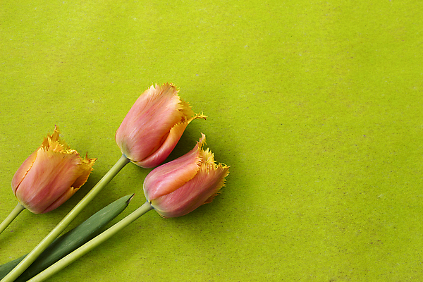 포토 JPG 해외이미지 식물 기념일 꽃 감정 꽃다발 백그라운드 꽃무늬 패턴 자연 벽지 부활절 발렌타인데이 선물 사랑 사람없음 장식 초록색 정원 봄 튤립 축하 인사 신용카드 생일 다발 심볼 질감 엽서 파스텔톤 해외202004 해외포토 계절 컬러 컨셉 무늬 데이이벤트 이벤트 금융 예절 편지 생태계 파일형식 이미지허브