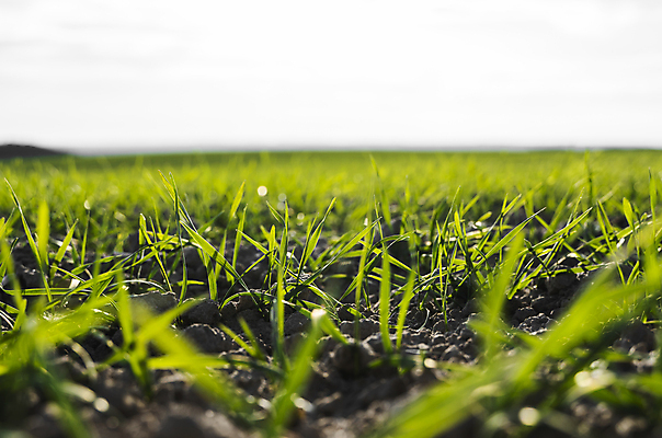 포토 JPG 해외이미지 식물 계절 음식 백그라운드 잎 밭 농업 자연 하늘 새로움 건강 씨앗 풍경 사람없음 초록색 여름 농작물 햇빛 농장 농경지 새싹 환경 흙 봄 성장 시골 신선 낟알 땅 시리얼 밀 유기농 보리 먼지 내추럴 모종 밭일 줄서기 호밀 세련 귀리 해외202004 해외포토 웰빙 산업 컬러 컨셉 모션 곡류 태양 생태계 파일형식 이미지허브