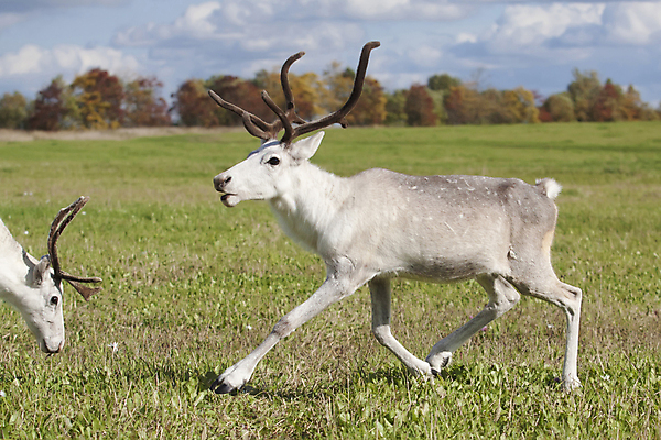 포토 JPG 해외이미지 나무 동물 구름 응시 여자 백그라운드 2 밭 자연 사슴 털 뿔 풍경 사람없음 가로 초록색 파란색 컬러풀 달리기 갈색 머리 환경 맑음 숲 먹기 에코 북쪽 순록 해외202004 해외포토 자연요소 식물 시선 컬러 농업 포유류 모션 날씨 사람 신체부위 방향 생태계 파일형식 이미지허브