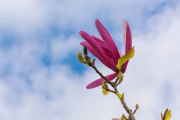 포토 JPG 해외이미지 나무 식물 꽃 분홍색 자연 하늘 날씨 사람 사람없음 야외 가로 파란색 빛 보라색 봄 벚꽃 흰색 관목 목련 해외202004 해외포토 계절 컬러 생태계 파일형식 이미지허브