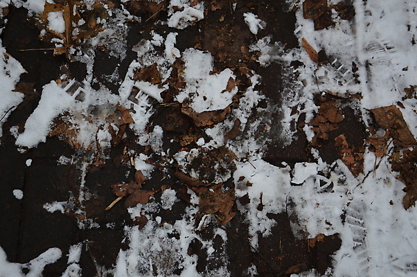 포토 JPG 해외이미지 나무 식물 계절 공원 백그라운드 잎 겨울 자연 날씨 풍경 사람없음 야외 컬러풀 정원 얼음 추위 가을 흰색 신선 숲 12월 질감 서리 내추럴 해외202004 해외포토 자연요소 공공시설 컬러 날짜 생태계 파일형식 이미지허브