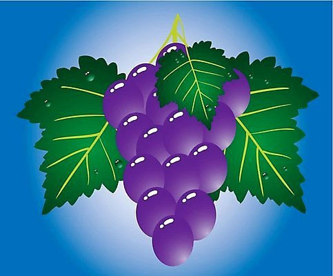 EPS 해외이미지 식물 디자인 열매 음식 잎 꽃무늬 패턴 채소 과일 일러스트 자연 포도 추상 미술 초록색 물 여름 파란색 3D 와인 보라색 이슬 만화 제비꽃 여의주 해외202004 해외일러스트 자연요소 계절 꽃 컬러 무늬 문화예술 주류 디지털합성 생태계 파일형식 벡터 이미지허브