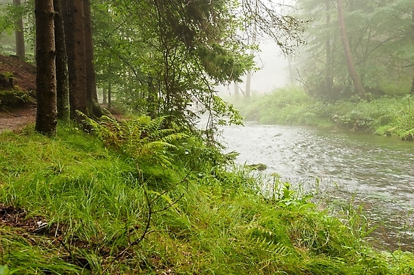 포토 JPG 해외이미지 나무 여행 백그라운드 잎 자연 아침 날씨 산 풍경 사람없음 야외 목재 초록색 물 여름 빛 강 환경 안개 개울 숲 내추럴 해외202004 해외포토 주간 자연요소 식물 계절 컬러 재료 생태계 파일형식 이미지허브