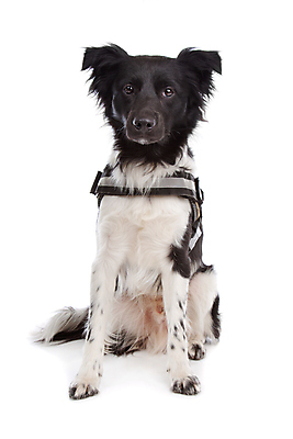 포토 JPG 해외이미지 동물 포유류 사람없음 반려동물 개 흰배경 유래 순종 해외202004 해외포토 백그라운드 흰색 왕 파일형식 이미지허브