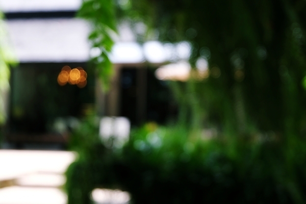 포토 JPG 해외이미지 나무 식물 디자인 계절 공원 백그라운드 컨셉 잎 패턴 밭 자연 벽지 추상 풍경 사람없음 야외 초록색 여름 빛 햇빛 태양 우주 환경 정원 맑음 봄 가을 신선 소프트포커스 숲 질감 보케 부드러움 내추럴 블러 효과 해외202004 해외포토 자연요소 공공시설 컬러 무늬 농업 날씨 촬영기법 감각 생태계 파일형식 이미지허브