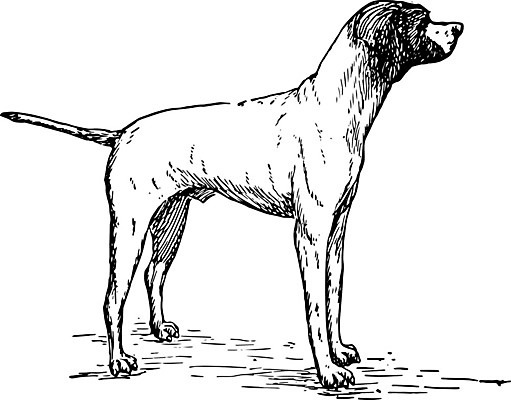EPS 해외이미지 일러스트 사람없음 빈티지 사냥개 하운드 판화 해외202004 해외일러스트 컨셉 미술 개 파일형식 벡터 이미지허브