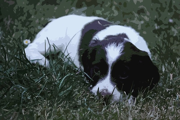 EPS 해외이미지 영어 새끼 일러스트 반려동물 스패니얼 흰색 아기 작업 개 강아지 작음 간 타입 해외202004 해외일러스트 동물 문자 컬러 포유류 사람 장기_의학 크기 파일형식 벡터 이미지허브