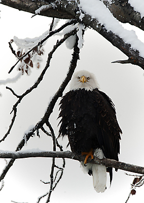 포토 JPG 해외이미지 나무 동물 척추동물 응시 야생동물 여행 백그라운드 겨울 날개 자연 조류 생물 앉기 사람없음 야외 갈색 노란색 미국 자유 흰색 나뭇가지 황무지 심볼 깃털 부리 독수리 대머리 멸종 알래스카 동물상 무료 웅장함 포식 해외202004 해외포토 식물 헤어스타일 시선 계절 컬러 컨셉 북아메리카 모션 조형물 생태계 파일형식 이미지허브