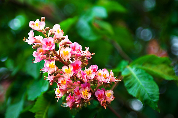 포토 JPG 해외이미지 나무 식물 계절 공원 꽃잎 꽃 분홍색 백그라운드 낙엽 잎 자연 사람없음 야외 빨간색 초록색 정원 침묵 봄 성장 벚꽃 나뭇가지 신선 개화 숲 다발 부드러움 내추럴 꽃수술 해외202004 해외포토 공공시설 컬러 소리 감각 생태계 파일형식 이미지허브