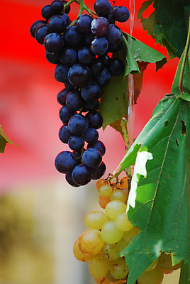 포토 JPG 해외이미지 열매 음료 음식 농업 다이어트 과일 자연 포도 디저트 건강 사람없음 빨간색 초록색 여름 파란색 농장 와인 주스 가을 시골 알코올 신선 원형 황금 달콤 상품 다발 제비꽃 포도밭 포도나무 양조장 해외202004 해외포토 도형 식물 계절 꽃 산업 컬러 밭 주류 맛 과일나무 생태계 파일형식 이미지허브