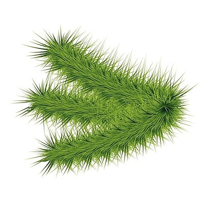 EPS 해외이미지 나무 식물 디자인 계절 행복 백그라운드 잎 크리스마스 겨울 일러스트 부분 자연 휴가 새로움 미술 장식 초록색 크리스마스트리 흰색 나뭇가지 축하 소나무 신용카드 12월 연도 심볼 싱글 솔방울 상록수 침엽수 솜털 전나무 고립 엘리먼트 가문비나무 해외202004 해외일러스트 기념일 감정 컬러 컨셉 문화예술 금융 날짜 생태계 파일형식 벡터 이미지허브