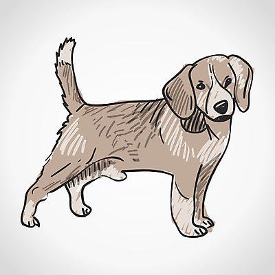 EPS 해외이미지 동물 1 응시 백그라운드 일러스트 포유류 털 서기 가로 반려동물 갈색 검은색 기쁨 흰색 최고 개 강아지 작음 자르기 즐거움 그림 사냥개 귀 비글 노려봄 송곳니 고립 기르기 동반자 유래 해외202004 해외일러스트 시선 감정 컬러 모션 표정 신체부위 치아 크기 돌봄 파일형식 벡터 이미지허브