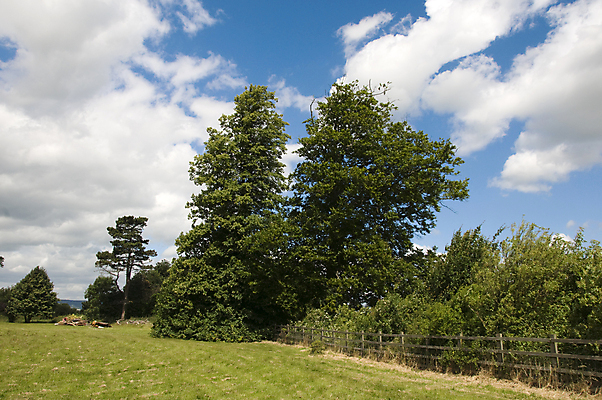 포토 JPG 해외이미지 나무 구름 밭 자연 하늘 풍경 사람없음 초록색 파란색 울타리 해외202004 해외포토 자연요소 식물 컬러 농업 담장 생태계 파일형식 이미지허브