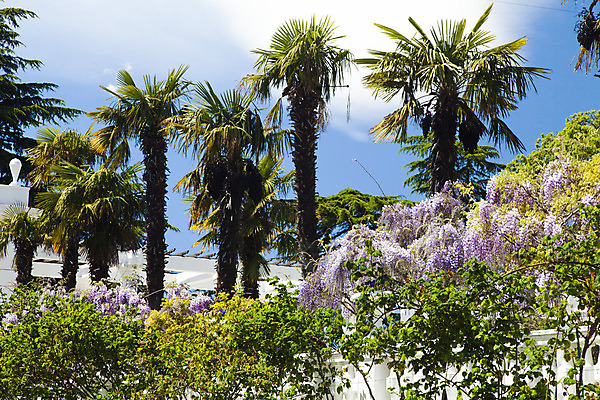 포토 JPG 해외이미지 나무 식물 공원 꽃 바다 여행 건축양식 자연 하늘 휴가 휴식 열대 산 손바닥 풍경 잔디 사람없음 야외 초록색 물 여름 파란색 교회 여행객 정원 검은색 흰색 스페인 휴양지 정사각형 지역 남쪽 내추럴 로스앤젤레스 안달루시아 이국적 해외202004 해외포토 자연요소 도형 손 계절 공공시설 건축 유럽 컬러 컨셉 종교건축 사람 건물 미국 장소 방향 생태계 파일형식 이미지허브
