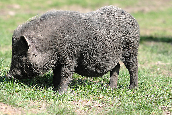 포토 JPG 해외이미지 동물 척추동물 아시아 밭 포유류 아침 새로움 털 사람없음 반려동물 농장 검은색 가축 돼지 이슬 속눈썹 주둥이 멧돼지 숨김 외양간 무료 방목장 못생김 해외202004 해외포토 주간 나라 컬러 컨셉 농업 눈썹 파일형식 이미지허브