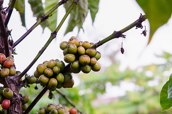 포토 JPG 해외이미지 나무 식물 열매 꽃 산업 아시아 커피 음료 음식 여행 잎 밭 농업 과일 자연 콩 씨앗 사람없음 빨간색 초록색 농장 일몰 카페 원두 수확 성장 나뭇가지 신선 뜨거움 낟알 굽기 유기농 날것 아로마 발리 에스프레소 깊이 밭일 생태학 숙성 아라비카 카페인 해외202004 해외포토 웰빙 교육 나라 컬러 섬 곡류 노을 상점 구이 생태계 인도네시아 파일형식 이미지허브
