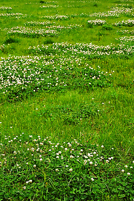 포토 JPG 해외이미지 식물 계절 백그라운드 잎 밭 농업 자연 풍경 잔디 사람없음 야외 초록색 여름 컬러풀 우주 환경 봄 활발 자유 성장 시골 신선 행운 클로버 6월 땅 유기농 질감 내추럴 해외202004 해외포토 웰빙 산업 컬러 컨셉 날짜 생태계 파일형식 이미지허브