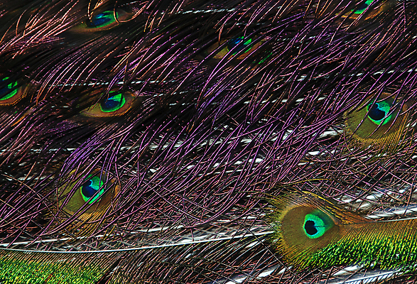 포토 JPG 해외이미지 남자 백그라운드 조류 사람없음 초록색 파란색 빛 컬러풀 활발 공작 남색 깃털 꼬리 디테일 해외202004 해외포토 동물 컬러 컨셉 사람 파일형식 이미지허브