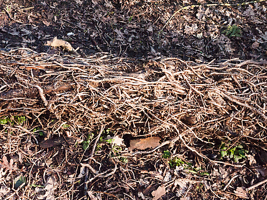 포토 JPG 해외이미지 나무 식물 디자인 계절 공원 백그라운드 잎 패턴 자연 추상 풍경 사람없음 야외 목재 초록색 여름 갈색 환경 맑음 봄 나뭇가지 황무지 엉킴 덩굴 숲 묘사 질감 뿌리 포도나무 나무껍질 내추럴 옛날 해외202004 해외포토 공공시설 컬러 무늬 재료 날씨 껍질 과일나무 생태계 파일형식 이미지허브