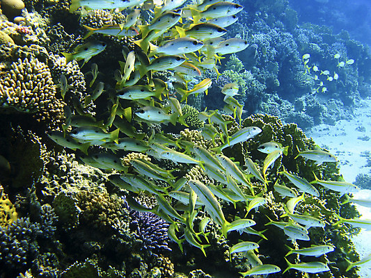 포토 JPG 해외이미지 동물 야생동물 바다 아프리카 자연 휴가 휴식 바닥 이집트 어류 사람없음 물 여름 수중 스노클링 산호 암초 발견 깊이 동물상 이국적 해외202004 해외포토 자연요소 계절 나라 컨셉 조형물 수중동물 수상스포츠 자포동물 생태계 파일형식 이미지허브