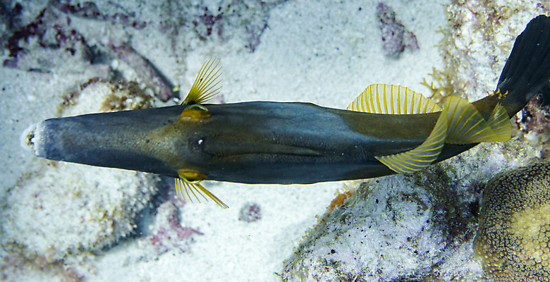 포토 JPG 해외이미지 동물 야생동물 바다 어류 사람없음 여름 파란색 노란색 바닷속 수중 산호 암초 해외202004 해외포토 계절 컬러 수중동물 자포동물 파일형식 이미지허브