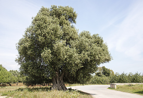 포토 JPG 해외이미지 나무 구름 계절 도로 백그라운드 자연 하늘 거리 건강 풍경 사람없음 초록색 갈색 포르투갈 옛날 해외202004 해외포토 자연요소 식물 유럽 길 컬러 교통시설 생태계 파일형식 이미지허브
