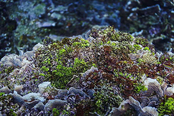 포토 JPG 해외이미지 야생동물 바다 섬 학교 자연 어류 풍경 사람없음 빨간색 물 파란색 빛 컬러풀 햇빛 정원 수중 활발 광선 바위 그룹 황무지 가장자리 산호 생태계 질감 암초 멀티 해외202004 해외포토 자연요소 동물 교육 컬러 컨셉 태양 수중동물 돌_바위 둘레 자포동물 파일형식 이미지허브