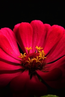 포토 JPG 해외이미지 식물 1 꽃잎 꽃 분홍색 2 모션 자연 검은배경 새로움 건조 실내 사람없음 빨간색 정원 검은색 펼침 성장 벚꽃 흰색 죽음 개화 닫기 순환 고립 꽃수술 이국적 해외202004 해외포토 컬러 백그라운드 컨셉 내부 생태계 파일형식 이미지허브