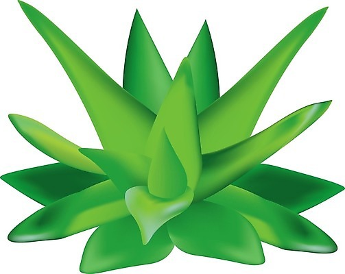 EPS 해외이미지 식물 디자인 꽃 백그라운드 잎 꽃무늬 일러스트 자연 선인장 건강 장식 초록색 약 화장품 흰색 신선 만화 허브 오브젝트 그림 유기농 내추럴 돌봄 알로에 엘리먼트 스타일 해외202004 해외일러스트 웰빙 컬러 무늬 의학 모션 뷰티 생태계 파일형식 벡터 이미지허브