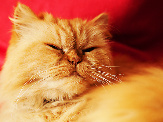 포토 JPG 해외이미지 동물 응시 얼굴 백그라운드 포유류 영국 수염 털 사람없음 파란색 반려동물 머리 검은색 고양이 줄무늬 회색 표현 닫기 달콤 작음 모피 부드러움 솜털 기르기 주목 해외202004 해외포토 시선 유럽 컬러 무늬 모션 신체부위 감각 맛 크기 돌봄 파일형식 이미지허브