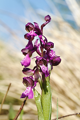 포토 JPG 해외이미지 식물 꽃잎 꽃 유럽 분홍색 백그라운드 잎 꽃무늬 자연 사람없음 세로 초록색 컬러풀 정원 보라색 봄 줄무늬 벚꽃 점 개화 난초 황무지 닫기 내추럴 해외202004 해외포토 계절 나라 컬러 무늬 모션 생태계 파일형식 이미지허브