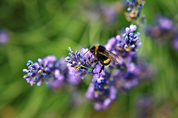 포토 JPG 해외이미지 식물 꽃 백그라운드 꽃무늬 밭 농업 자연 풍경 사람없음 야외 초록색 여름 컬러풀 농장 정원 보라색 봄 벚꽃 시골 벌 허브 향수 묘사 냄새 아로마 라벤더 내추럴 프로방스 해외202004 해외포토 계절 산업 컬러 곤충 무늬 화장품 생태계 파일형식 이미지허브