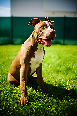 포토 JPG 해외이미지 동물 응시 공원 행복 백그라운드 포유류 놀이 생물 사람없음 야외 초록색 반려동물 달리기 갈색 머리 정원 검은색 힘 흰색 개 강아지 자르기 테리어 황소 노려봄 송곳니 개암나무 기르기 해외202004 해외포토 나무 시선 공공시설 감정 컬러 모션 표정 신체부위 소 치아 돌봄 파일형식 이미지허브