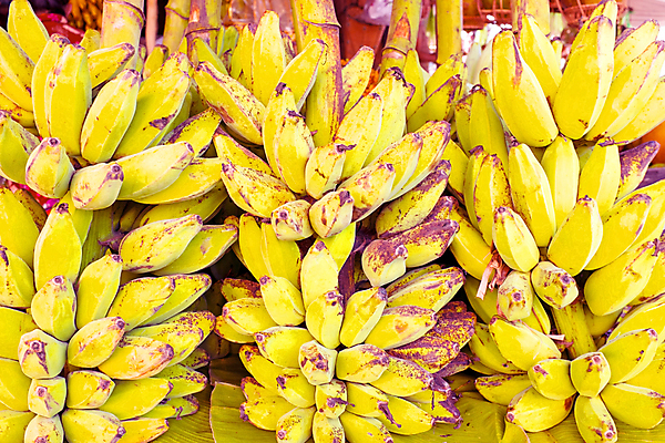 포토 JPG 해외이미지 음식 백그라운드 농업 다이어트 과일 자연 디저트 바나나 건강 사람없음 초록색 활발 흰색 신선 달콤 맛 다발 먹기 유기농 날것 칼로리 내추럴 고립 숙성 이국적 채식주의자 해외202004 해외포토 웰빙 산업 컬러 컨셉 모션 생태계 채식 파일형식 이미지허브