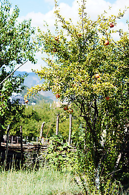 포토 JPG 해외이미지 주간 사람없음 야외 과수원 석류나무 해외202004 해외포토 자연요소 나무 농업 파일형식 이미지허브