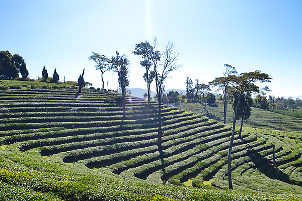 포토 JPG 해외이미지 나무 식물 아시아 잎 밭 농업 자연 하늘 산 풍경 사람없음 야외 초록색 농장 농경지 환경 계곡 시골 신선 차 언덕 장면 산악지대 해외202004 해외포토 나라 산업 음료 컬러 생태계 파일형식 이미지허브
