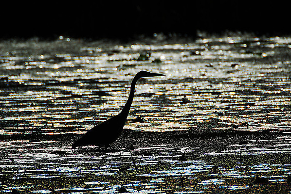 포토 JPG 해외이미지 동물 야생동물 자연 조류 아침 사람없음 일출 새벽 왜가리 동물상 해외202004 해외포토 주간 자연요소 조형물 노을 생태계 파일형식 이미지허브