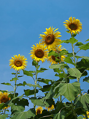 포토 JPG 해외이미지 식물 계절 꽃잎 꽃 행복 백그라운드 잎 꽃무늬 밭 농업 자연 벽지 하늘 추상 해바라기 사람없음 야외 초록색 파란색 컬러풀 농장 노란색 우주 환경 정원 봄 활발 성장 벚꽃 개화 그룹 유기농 장면 꽃가루 꽃수술 세련 해외202004 해외포토 웰빙 감정 산업 컬러 컨셉 무늬 가루 생태계 파일형식 이미지허브