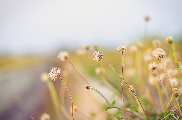 포토 JPG 해외이미지 나무 식물 계절 꽃 행복 백그라운드 잎 꽃무늬 밭 자연 아침 풍경 사람없음 야외 여름 빛 태양 농장 일출 정원 봄 수확 벚꽃 시골 신선 뜨거움 소프트포커스 복고 부드러움 솜털 내추럴 옛날 많음 해외202004 해외포토 주간 자연요소 감정 컨셉 무늬 농업 촬영기법 노을 감각 생태계 파일형식 이미지허브