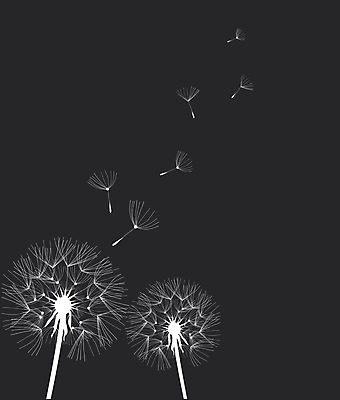 EPS 해외이미지 식물 디자인 꽃 실루엣 음악 줄기 백그라운드 꽃무늬 일러스트 자연 하늘 바람 추상 미술 씨앗 그래픽 여름 빛 머리 검은색 침묵 성장 벚꽃 흰색 자녀 민들레 불기 심볼 생물학 장면 부드러움 솜털 고립 취급주의 해외202004 해외일러스트 자연요소 계절 교육 컬러 무늬 모션 날씨 문화예술 촬영기법 경고 신체부위 소리 감각 생태계 파일형식 벡터 이미지허브